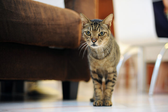 Tabby cat showing intelligence by surprising its owners while standing near a brown couch indoors.