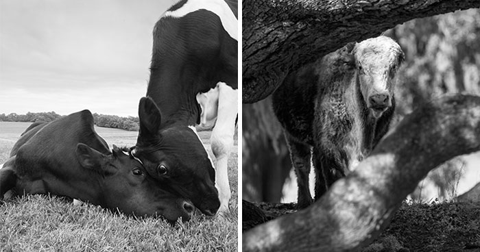 I Captured The Hidden Lives Of Rescued Cows, And Their Stories Are Truly Moving
