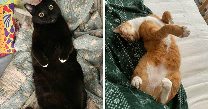 50 Cat Parents Share Some Of The Most Hilarious Pics Of Their Kitties’ Bellies