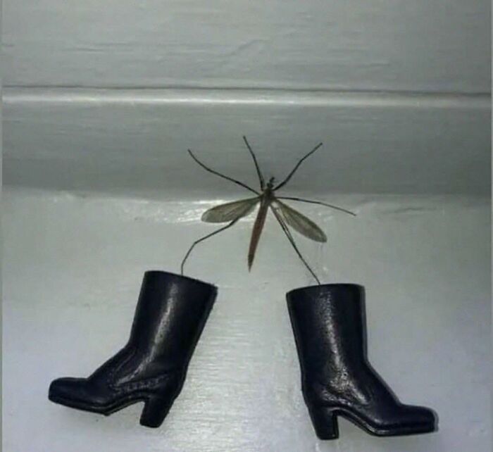 Insect perched between two small black boots, creating a humorous out of context pleasures of the occult image.