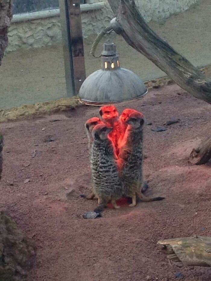 Meerkats huddled under a heat lamp with red lighting, creating an eerie yet humorous occult-like scene.