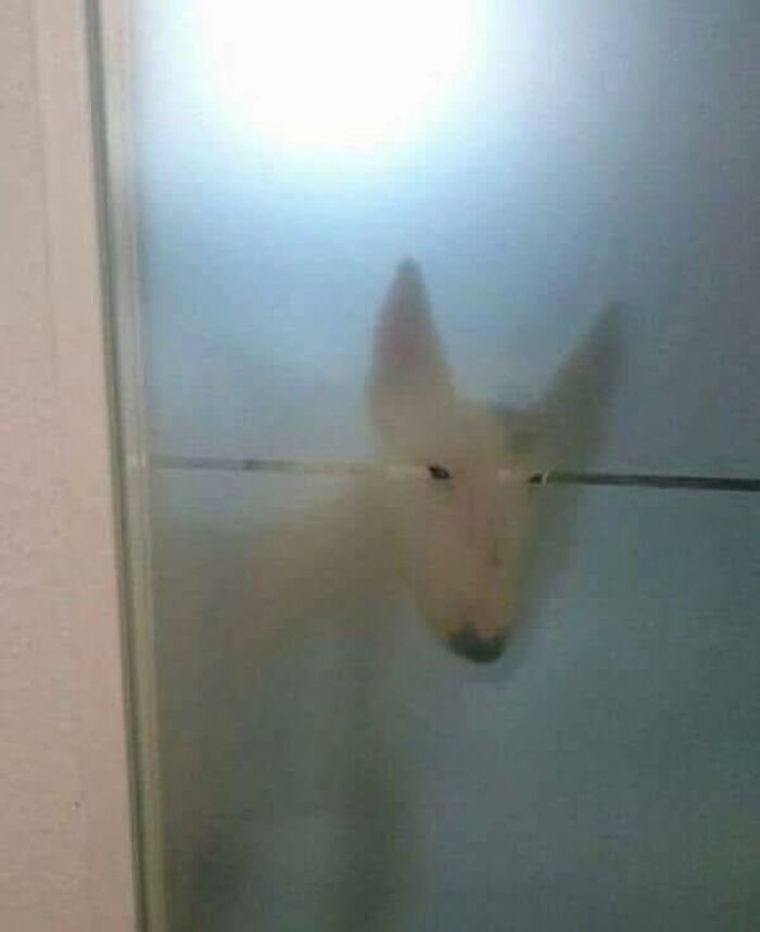 Blurred occult-themed image showing a mysterious animal face behind frosted glass creating a spooky effect.