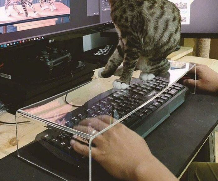 Tabby cat sitting on a clear acrylic stand above a keyboard while a person types on a computer in an indoor workspace setting.