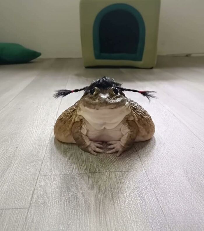 Frog with pigtails sitting on a wooden floor in a room, a humorous out of context image related to occult pleasures.