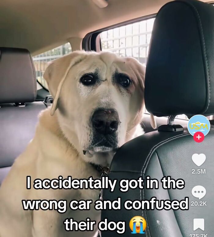 Large dog sitting in a car with a confused expression, illustrating a humorous out of context moment related to the occult.