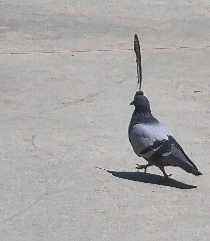 Pigeon walking on pavement with a large feather standing upright on its head in an out of context occult scene.