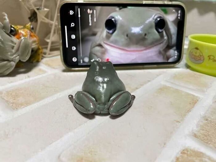 A small frog sitting on a table facing a phone with a close-up image of a frog's smiling face showing pleasures of the occult humor.