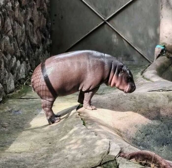 Young hippo standing on uneven concrete surface in an enclosure, a quirky scene from pleasures of the occult collection.