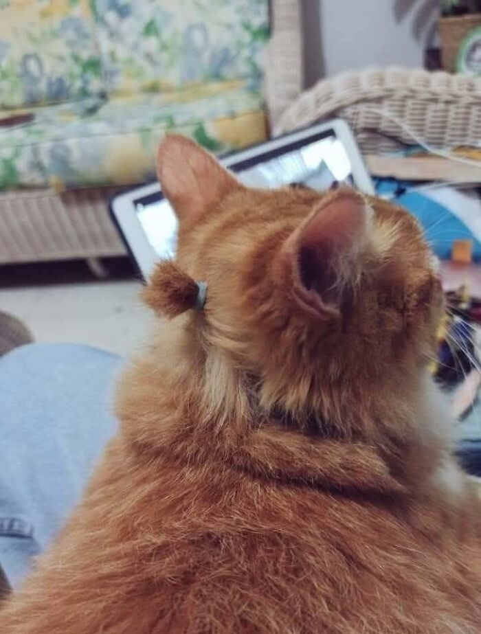 Orange cat with a small ponytail on its head sitting indoors with a laptop and floral furniture in the background, pleasures of the occult humor.