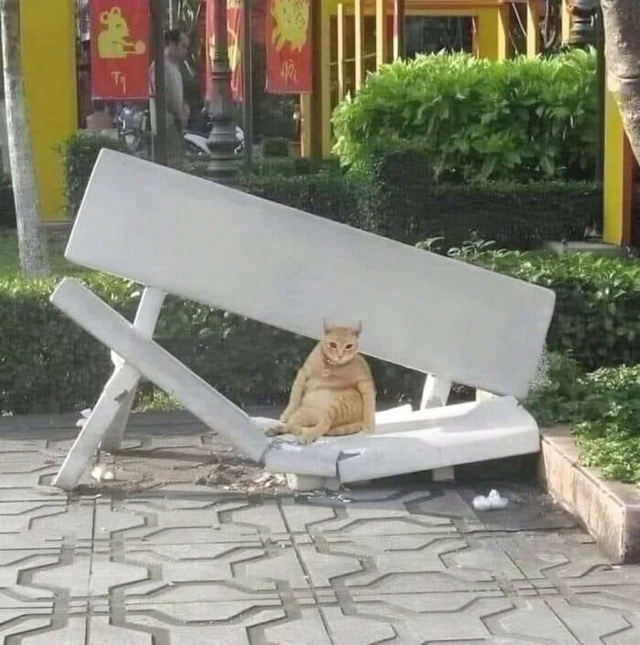 Orange cat sitting on a broken bench outdoors, creating a humorous and out of context moment related to pleasures of the occult.