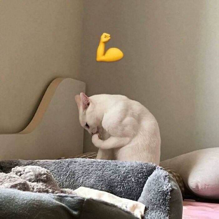 White cat appearing to flex muscles with bicep emoji above, humorously fitting pleasures of the occult theme.