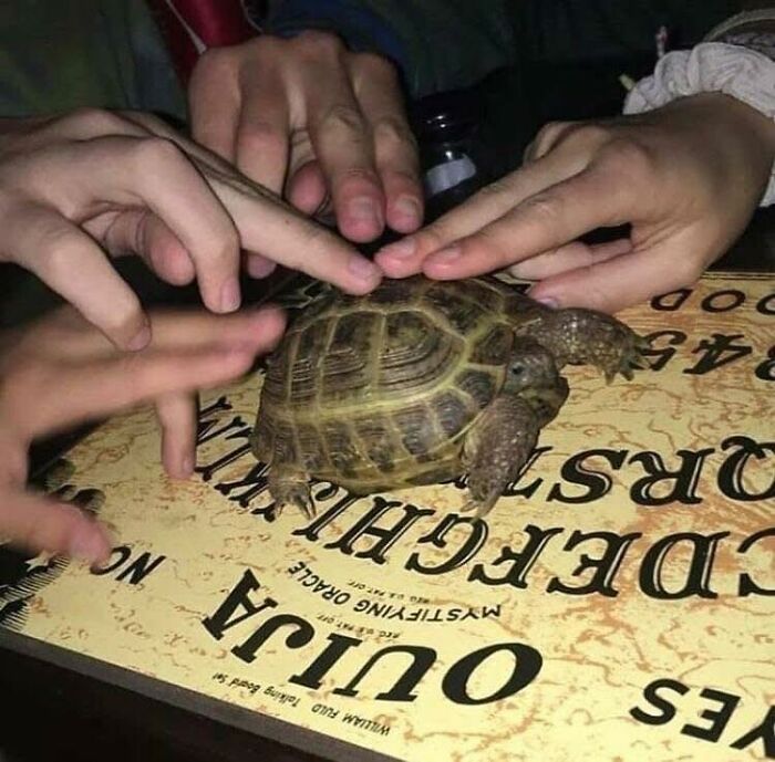 Hands surrounding a turtle on a vintage Ouija board, capturing a humorous pleasures of the occult moment out of context.
