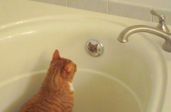 Orange cat staring at its reflection on a bathtub drain cover in a humorous and out of context occult-themed scene.