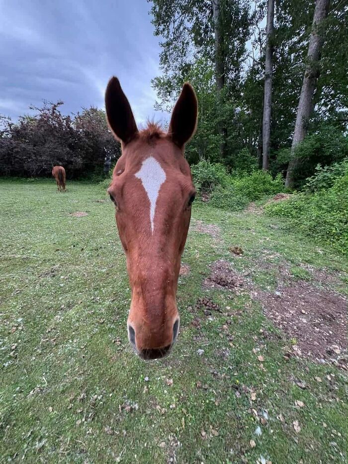 Close-up of a horse with an unusual white mark on its forehead standing in a grassy field, nature background.