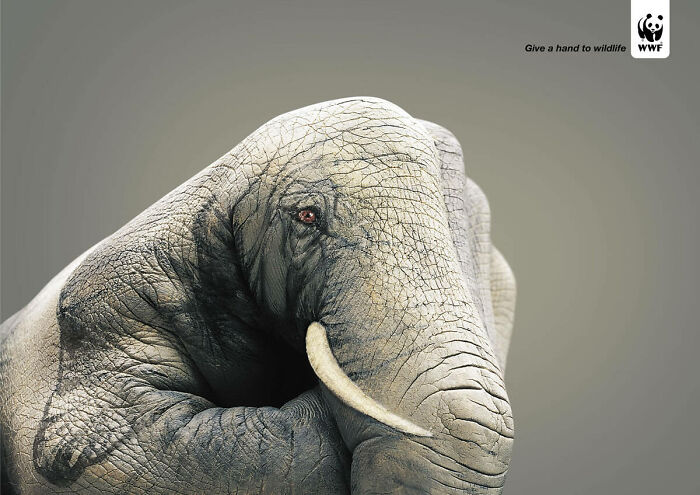 Elephant curled up with a sad eye in an ad campaign promoting wildlife protection by WWF.