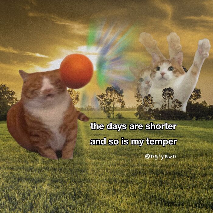 Relatable cat meme with an orange and white cat swatting a ball, set in a field at sunset, expressing short days and bad temper.