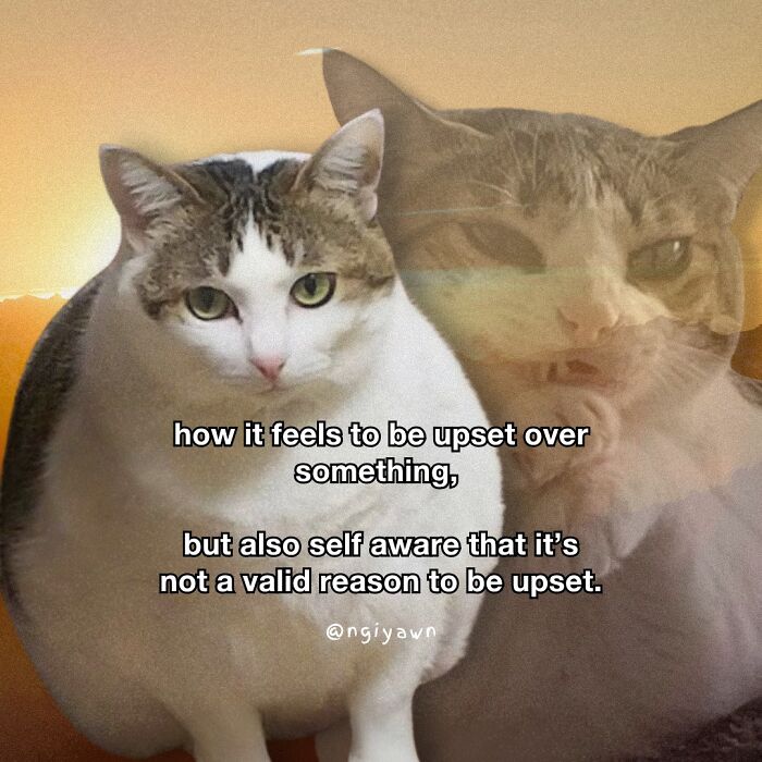 Cat meme showing a cat with a conflicted expression, capturing relatable feelings in hilarious cat memes.