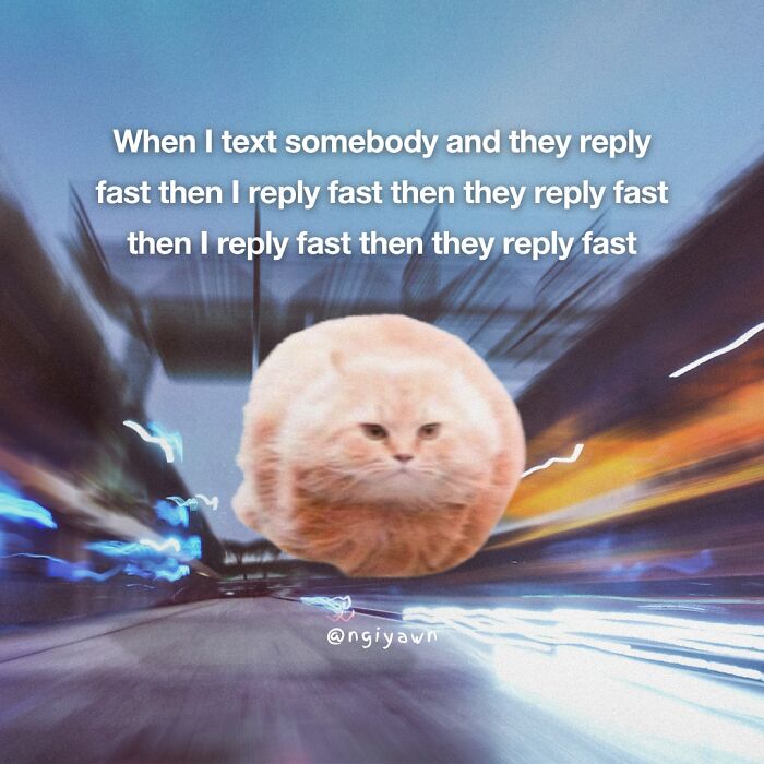 Fluffy cat meme with a fast texting conversation, illustrating relatable cat memes humor and online communication speed.