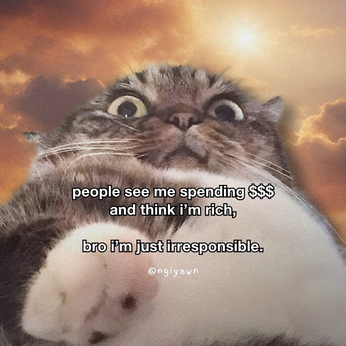 Close-up of a wide-eyed cat meme with text about spending money, illustrating relatable cat memes for humor and therapy.