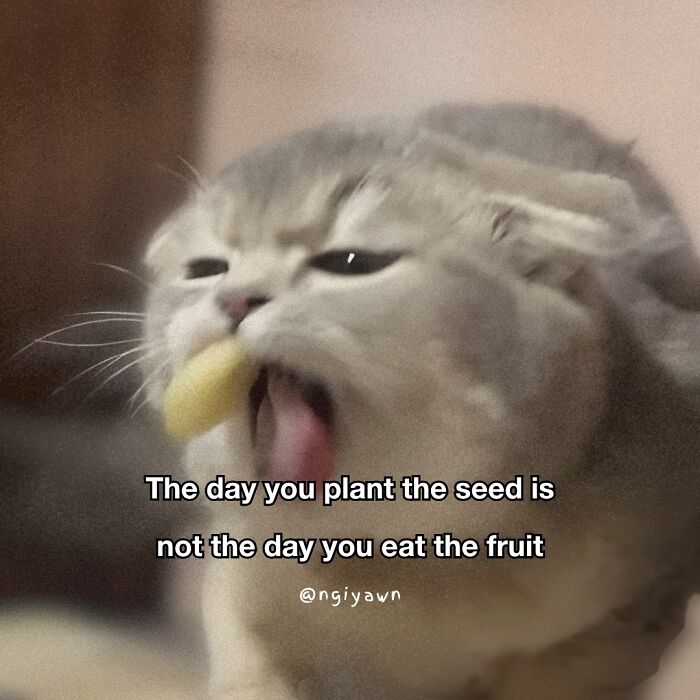 Close-up of a cat with a funny expression, featured in relatable cat memes perfect for humor and stress relief.