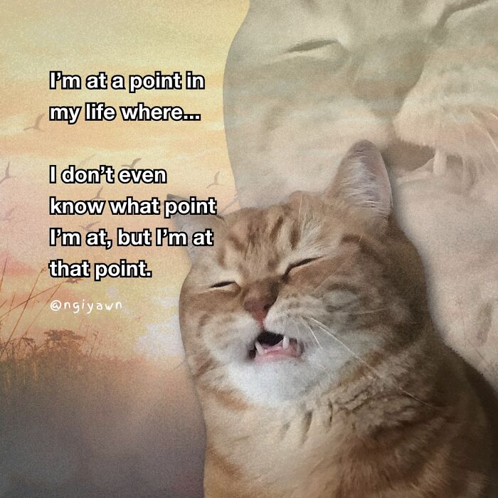 Orange tabby cat with funny expression next to relatable text in a soft sunset background cat memes humor.