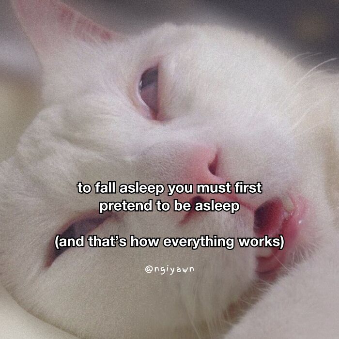 White cat with half-closed eyes and funny text caption, a relatable cat meme perfect for cat lovers and pet humor fans.