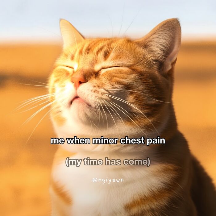 Orange tabby cat with eyes closed and humorous text, a relatable cat meme capturing dramatic reaction to minor chest pain.
