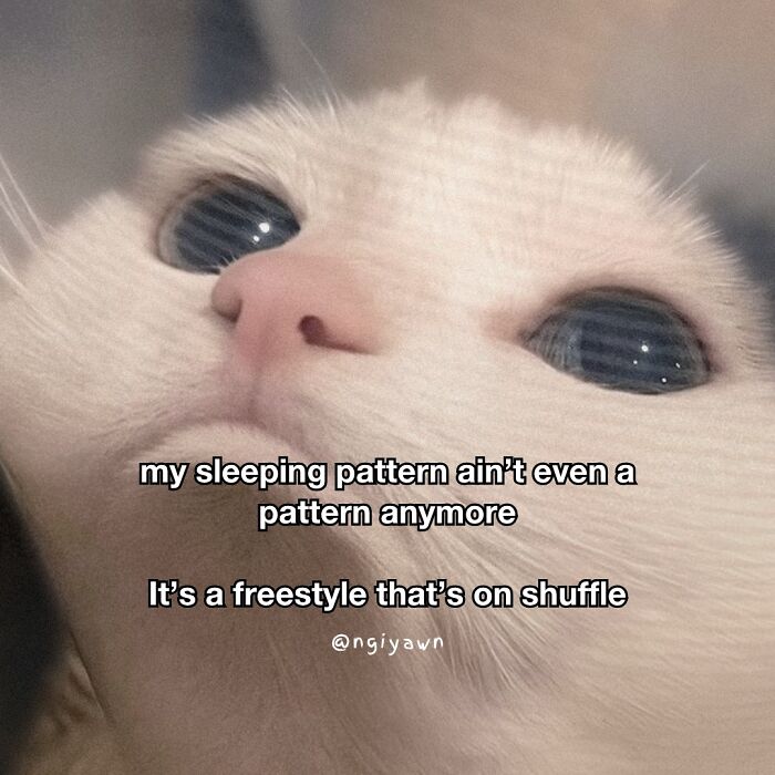 Close-up of a white cat with big eyes and a meme about an unpredictable sleeping pattern, in relatable cat memes style.