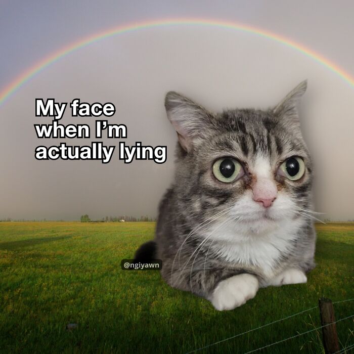 Cat with wide eyes in a field under a rainbow, illustrating a relatable cat meme about facial expressions when lying.