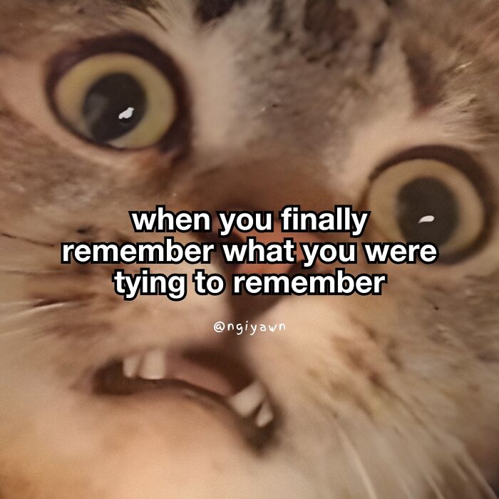 Close-up of a wide-eyed cat with a funny expression illustrating relatable cat memes for humor and stress relief.