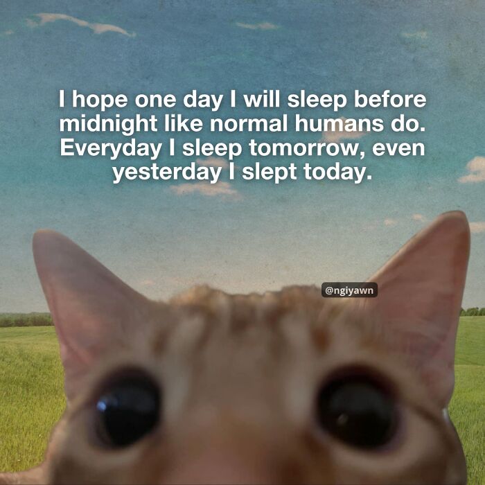 Close-up of a cat with large eyes and a relatable meme about sleep, featuring hilarious and relatable cat memes.
