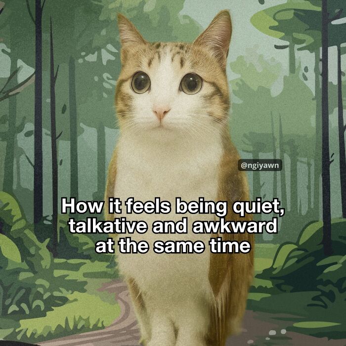 Cat meme showing wide-eyed cat with text about feeling quiet, talkative, and awkward, illustrating relatable cat humor.