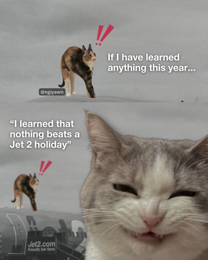 Cat meme with two cats and humorous text about holidays, showcasing relatable cat memes for therapy and laughter.