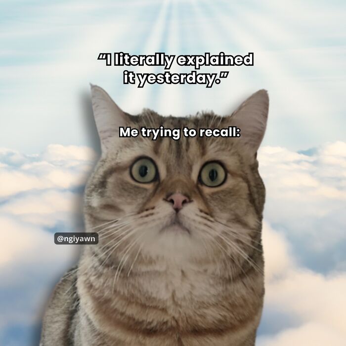 Close-up of a wide-eyed cat meme with relatable text, part of hilariously relatable cat memes for lighthearted fun.