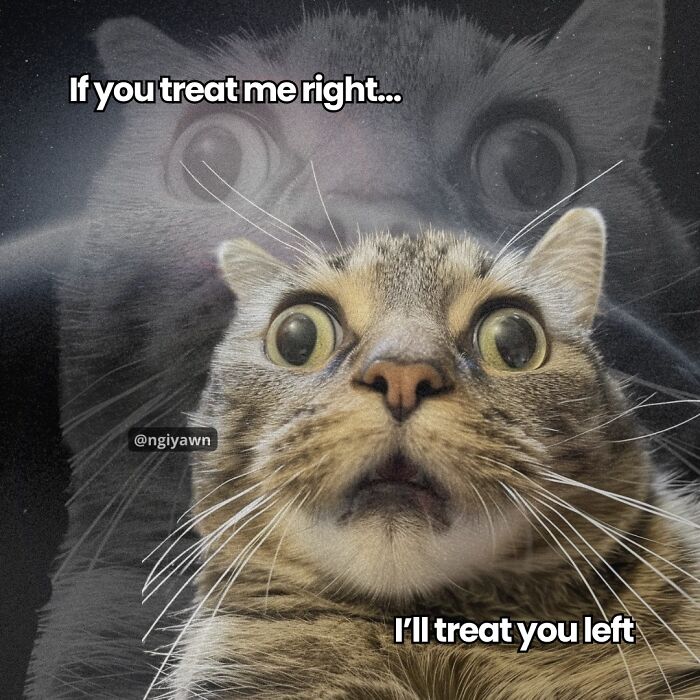 Close-up of a wide-eyed cat with text, illustrating a relatable cat meme about mutual treatment and emotions.