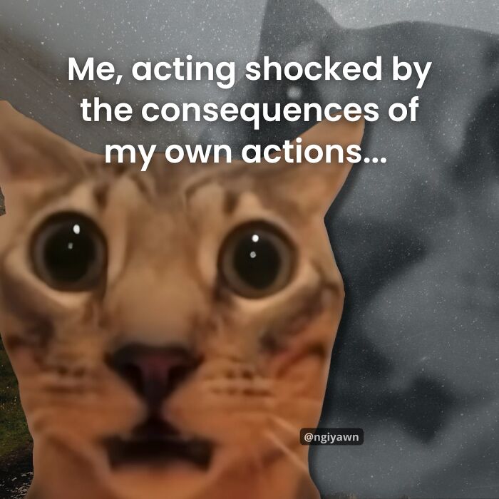 Close-up of a cat with wide eyes and a shocked expression, a relatable cat meme about unexpected consequences.