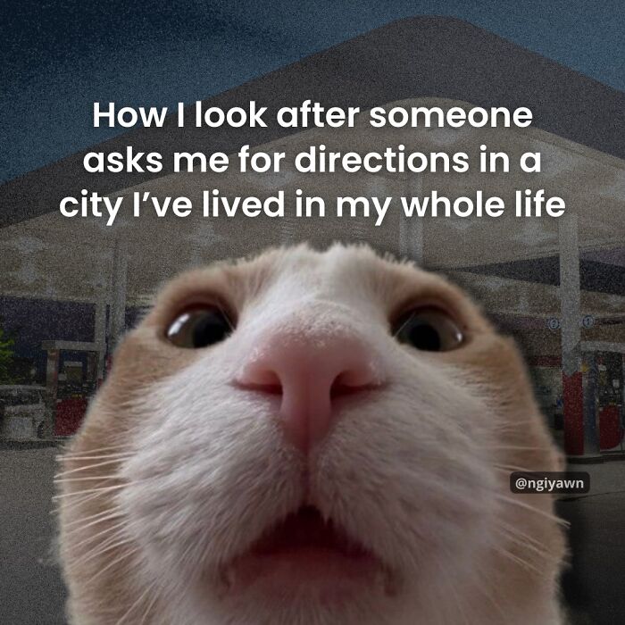 Close-up of a cat with a confused expression, illustrating relatable cat memes about everyday humor and feline antics.