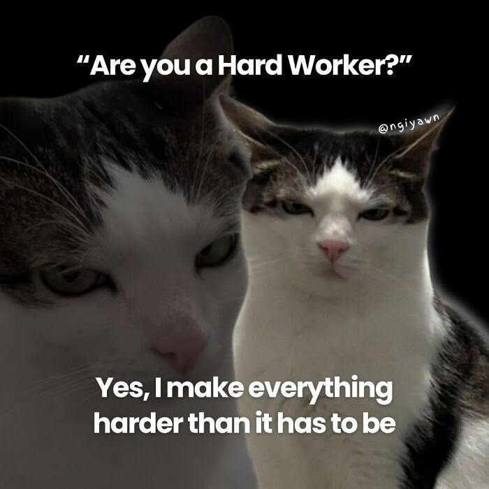Two cats with serious expressions and text about being a hard worker in a relatable cat memes format.
