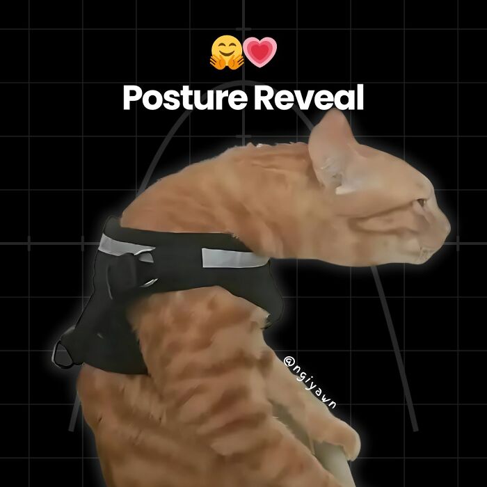 Cat memes showing a clever posture reveal of an orange tabby wearing a black harness on a black grid background.