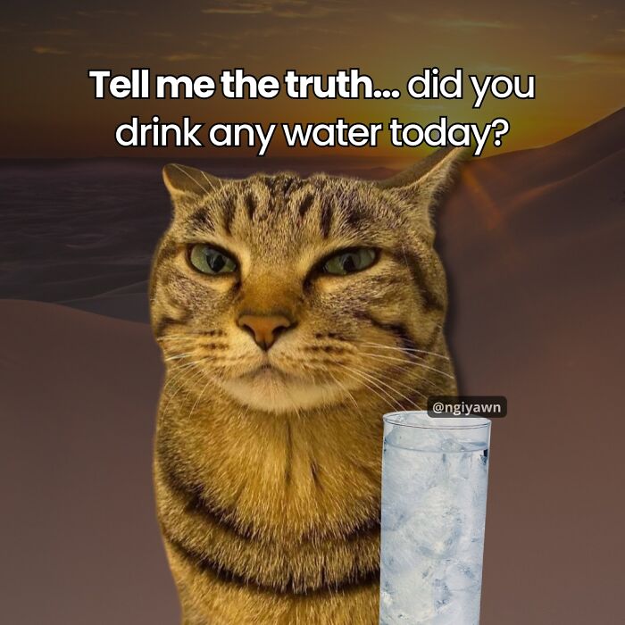 Tabby cat with a serious expression next to a glass of water, a relatable cat meme about drinking water today.