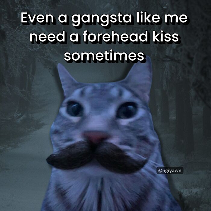 Cat meme showing a gray cat with a fake mustache and text about needing a forehead kiss, relatable cat memes humor.