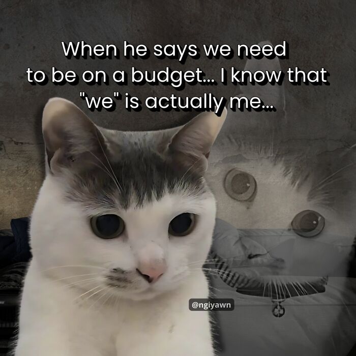 White and gray cat with a budget meme overlay, relatable cat memes showing funny expressions about budgeting and personal finance.
