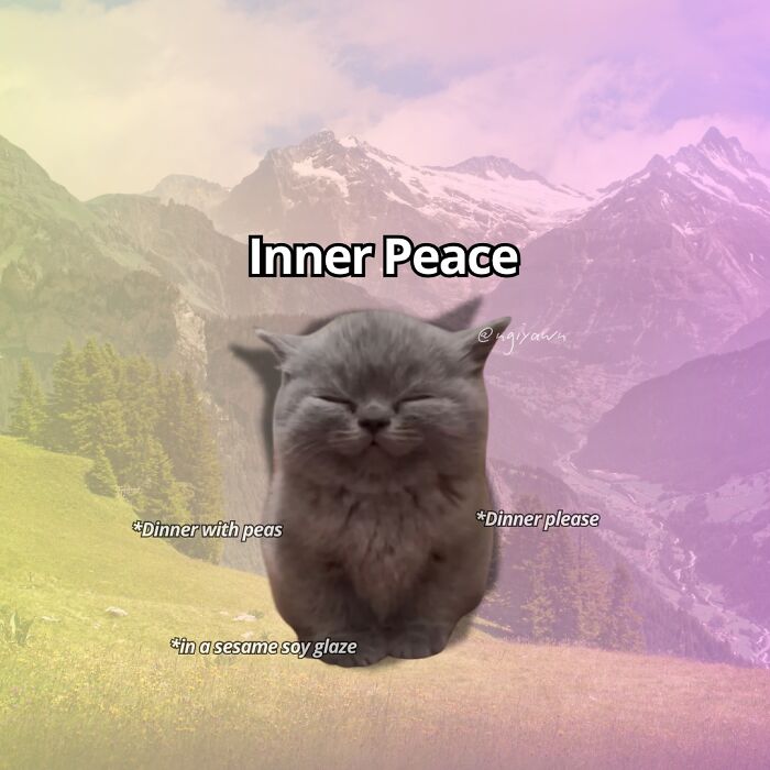 Smiling gray cat with text about dinner, set against a mountain background, relatable cat memes about inner peace.