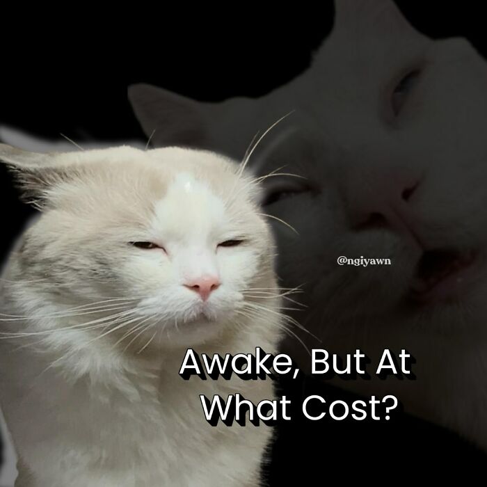 Sleepy cat meme with text Awake But At What Cost, humorous relatable cat memes for stress relief and therapy alternative.