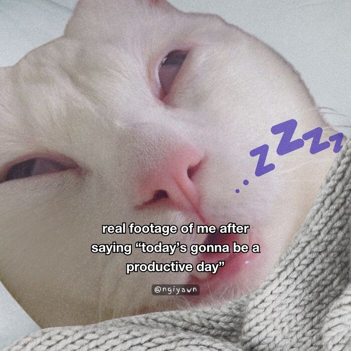 Close-up of a sleepy cat meme humorously showing relatable cat memes about unproductive days and laziness.