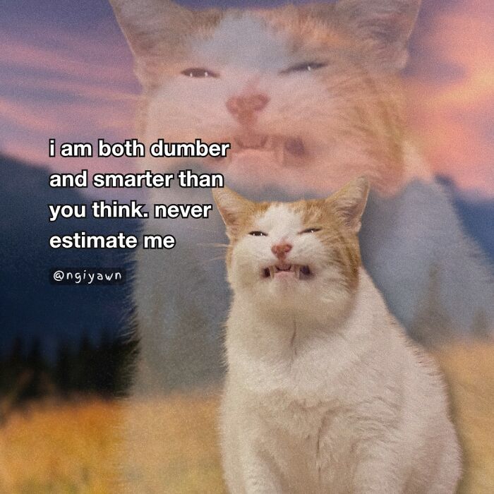Cat meme with a funny expression and text about being both dumber and smarter, relatable cat memes for humor and therapy.