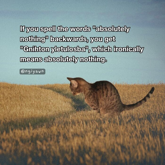 Tabby cat sitting in a field with a funny text about spelling, featured in relatable cat memes for therapy and humor.