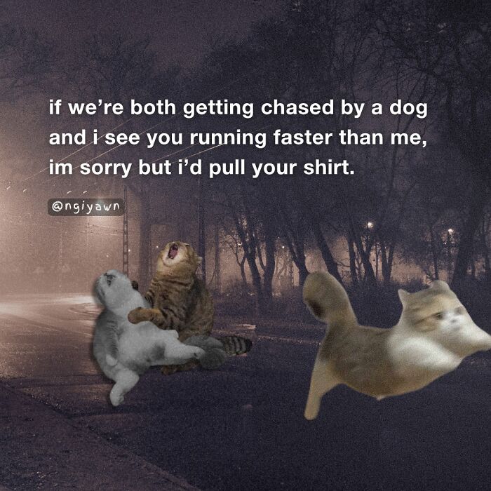 Funny cat memes showing two cats play-fighting and one cat running, capturing relatable cat humor and antics.