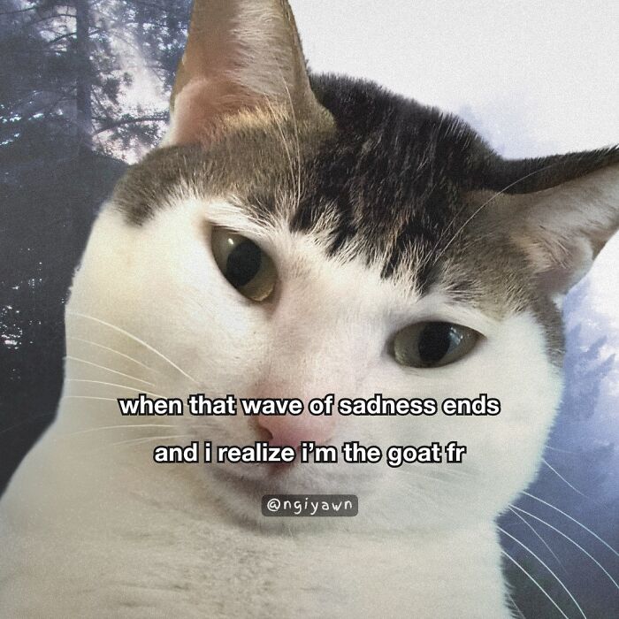 Close-up of a cat with a funny meme caption, featuring relatable cat memes that bring humor and comfort like therapy.