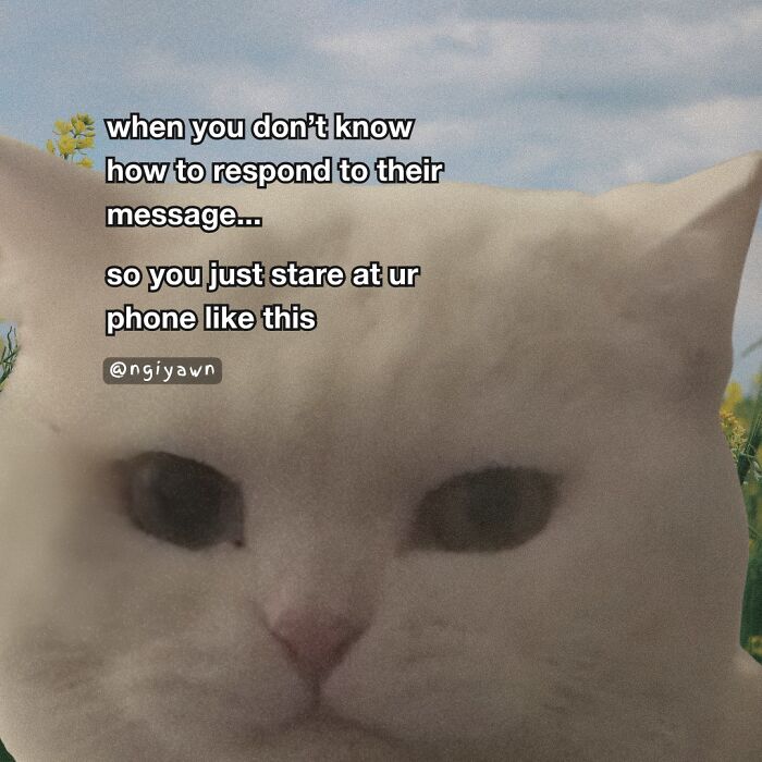 Close-up of a white cat's face with relatable cat memes text about staring at the phone, featuring funny cat meme humor.